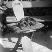 Petit chien au soleil / "Nana" le chien du château du Tremblay, 1882