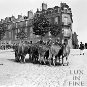 Les sept vaches / Marché aux bestiaux, Limoges, 1900